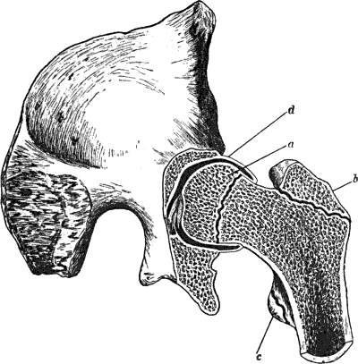 Fig. 60.—Section through Hip-Joint to show epiphyses
at upper end of femur, and their relation to the joint.