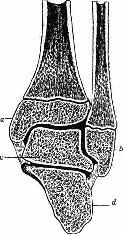 Fig. 93.—Section through Ankle-Joint showing relation
of epiphyses to synovial cavity.