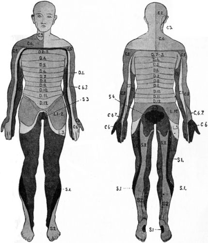 Fig. 205.—Distribution of the Segments of the Spinal
Cord.