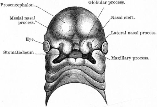Fig. 231.—Head of human embryo about 29 days old,
showing the division of the lower part of the mesial frontal process
into the two globular processes, the intervention of the nasal clefts
between the mesial and lateral nasal processes, and the approximation
of the maxillary and lateral nasal processes, which, however, are
separated by the nasal-orbital cleft. (After His.)