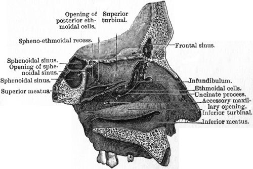 Fig. 267.—The outer wall of Left Nasal Chamber, after
removal of the middle turbinated body. (After Logan Turner.)