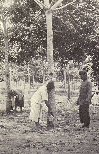 TAPPING RUBBER TREES IN SUMATRA