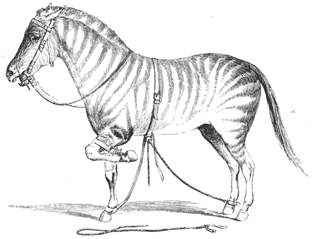 A zebra wearing a bridle and a surcingle with a strap running to its right hind leg, with its left front leg strapped up