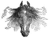 Frontal view of a horse's head