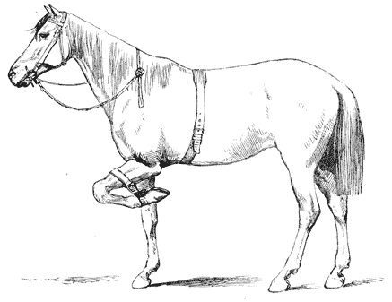 Horse wearing a bridle and surcingle, with its left foreleg strapped up