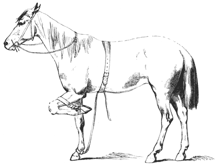 Horse wearing bridle and surcingle with left foreleg strapped up and the strap around the right foreleg and passing through the surcingle