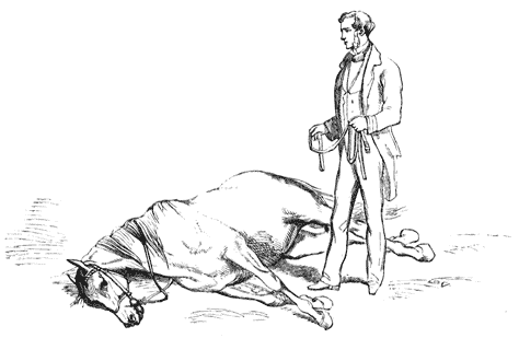 Horse lying on its right side, foreleg released from the strap