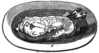 Drawing of a hare on a plate