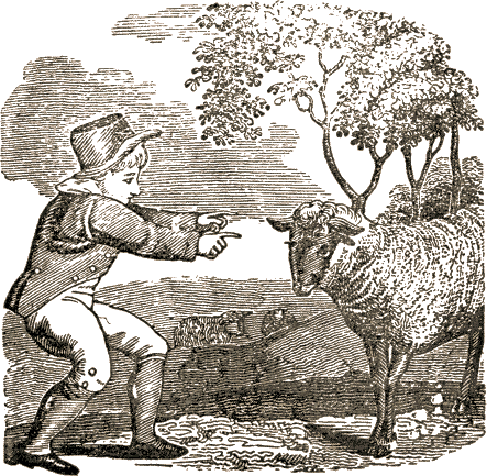 boy pointing at sheep