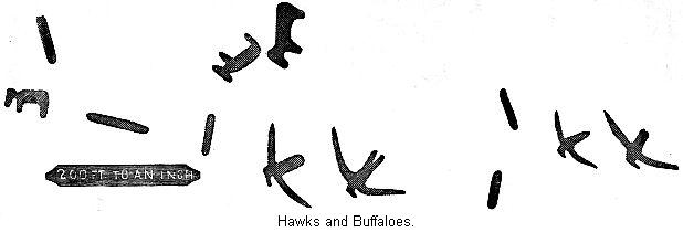 Hawks and Buffaloes.