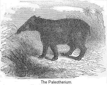 The Paleotherium.