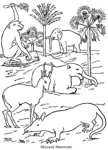 Miocene Mammals.