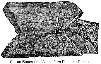Cut on Bones of a Whale from Pliocene Deposit.