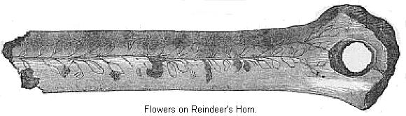 Flowers on Reindeer’s Horn.