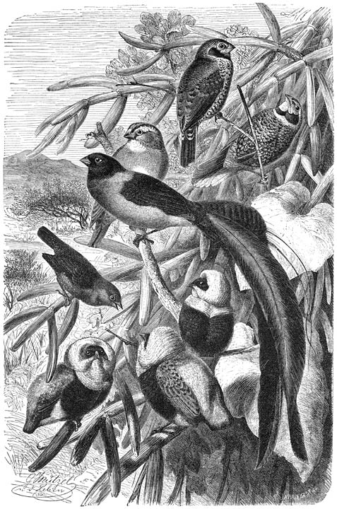 Wevervogels: 1) Bandvogel (Spermestes fasciata); 2) en 3; Paradijsweduwe (Vidua paradisea): 2) Wijfje, 3) Mannetje; 4) Vuurvogeltje (Habropyga minima); 5) Oranjewever (Euplectes franciscanus).