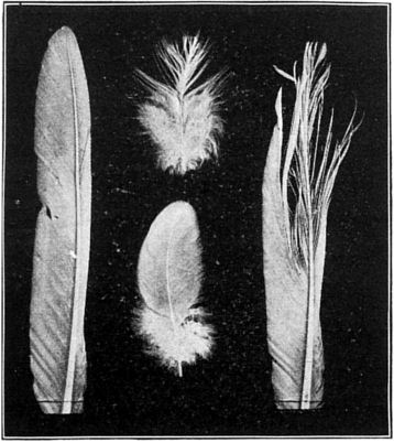 Fig. 2. Feathers of an ordinary and a silky fowl.