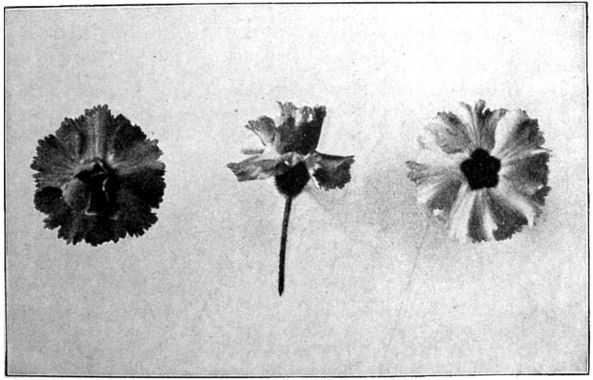 Fig. 3. Two double and an ordinary single primula flower.