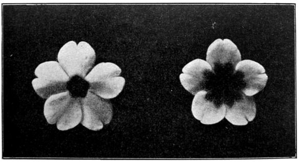 Fig. 10. Two primula flowers.