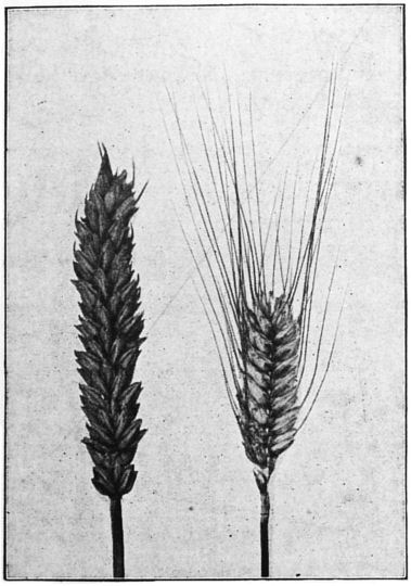 Fig. 14. Ears of beardless and bearded wheat.