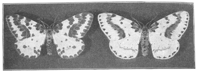 Fig. 17. Abraxas grossulariata varieties.