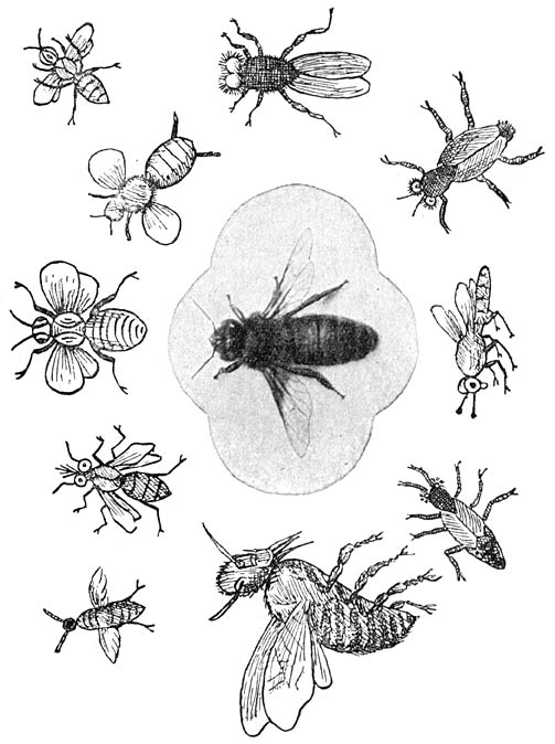 In het midden: de honigbij (vergroot); er om heen: hoe oude natuuronderzoekers haar hebben uitgeteekend