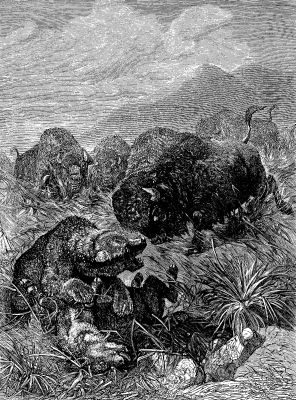 GRIZZLY BEAR AND BUFFALOES.