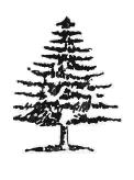 Drawing of pine tree