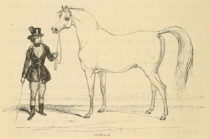 Man standing, holding a horse
