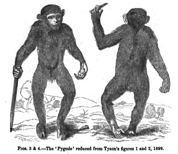 Figs. 3 and 4.--the 'pygmie' Reduced from Tyson's Figures 1 and 2, 1699. 