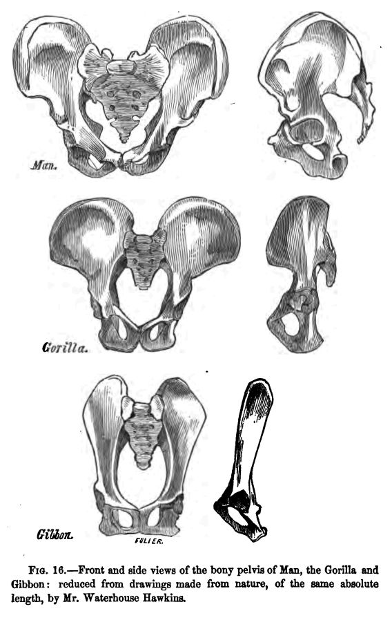 Fig. 16.--front and Side Views of the Bony Pelvis Of Man, The Gorilla and Gibbon: Reduced from Drawings Made From Nature, of The Same Absolute Length, by Mr. Waterhouse Hawkins. 