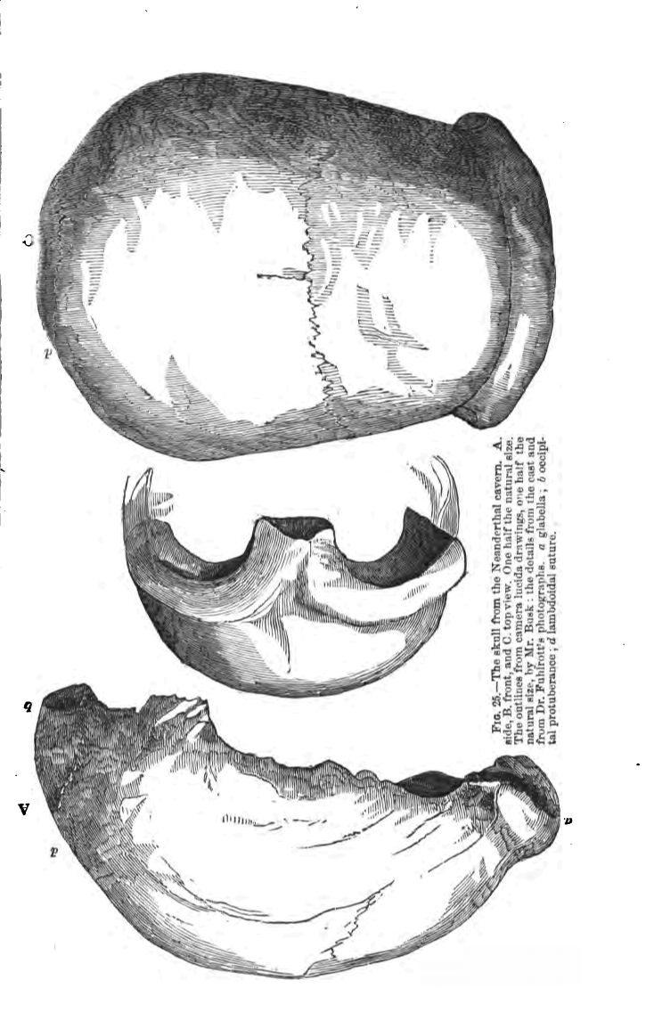 Fig. 25.--the Skull from the Neanderthal Cavern. A. Side, B. Front, and C. Top View. One-third the Natural Size, by Mr. Busk: The Details from the Cast and From Dr. Fuhlrott's Photographs. 'a' Glabella; 'b' Occipital Protuberance; 'd' Lambdoidal Suture. 