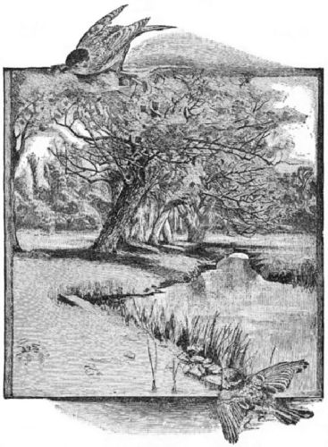 Trees on the bank of a stream