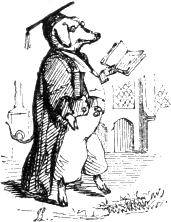 pig in academic robes holding book