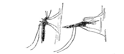 Fig. 78.—Resting positions for ordinary mosquito (left)
and malarial mosquito (right).