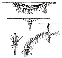 Fig. 79.—Top view is of larva of Anopheles. Bottom view
is of larva of Culex.