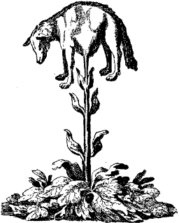 The vegetable lamb of Tartary.