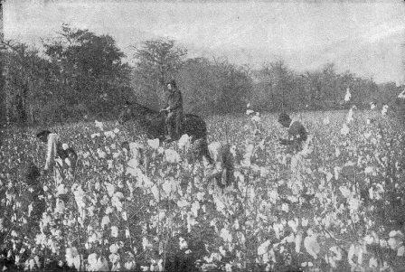 A Cotton Field in Texas