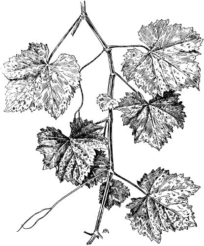Fig. 1. A shoot of Vitis vinifera.