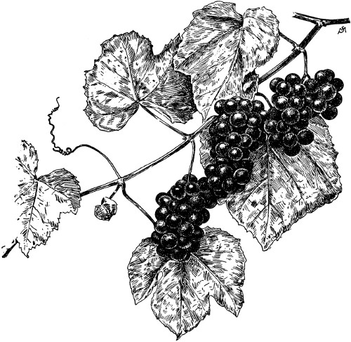 Fig. 2. A shoot of Vitis Labrusca.