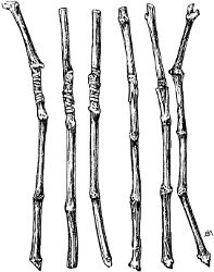 Fig. 12. Bench-grafted cuttings of grape, showing both
the cleft-graft and the whip-graft.