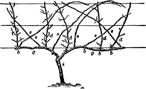 Fig. 13. Vine ready for pruning.