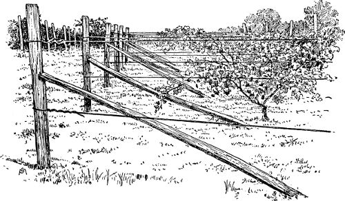 Fig. 15. A trellis and a common method of bracing end
posts.