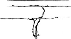 Fig. 20. Two-trunk Kniffin training.