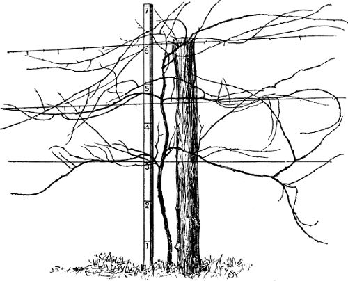 Fig. 22. A Rotundifolia vine trained by the 6-arm
renewal method.