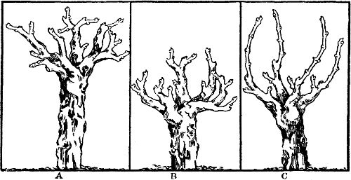 Fig. 23. Forms of head pruning.