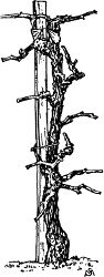Fig. 26. Single vertical cordon with fruit spurs.