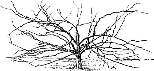 Fig. 28. Three-year-old vine ready for pruning.