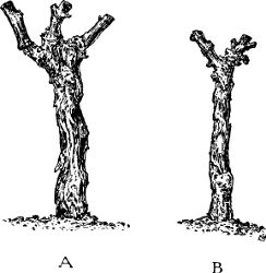 Fig. 30. Three-year-old vines.