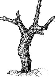 Fig. 31. Four-year-old vine pruned for vase-formed
head.