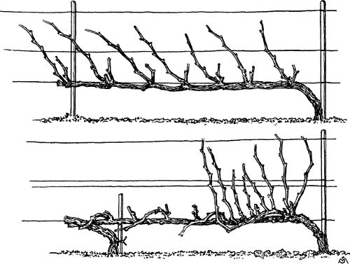 Fig. 35. Unilateral horizontal cordon with half-long
pruning.